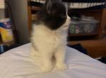 Batman - Persian Kitten For Sale - 