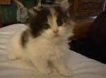 Lucky Princess - Persian Kitten For Sale - 