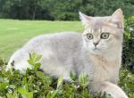 Cedric - British Shorthair Kitten For Sale - Matthews&comma; NC&comma; US