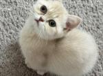Ben DNA Verified Fawn Golden - British Shorthair Kitten For Sale - Matthews&comma; NC&comma; US