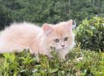 Biscuit DNA Verified Lilac Golden - British Shorthair Kitten For Sale - Matthews&comma; NC&comma; US