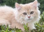 Biscuit DNA Verified Lilac Golden - British Shorthair Kitten For Sale - Matthews&comma; NC&comma; US