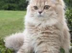 Clara lilac golden - British Shorthair Kitten For Sale - Matthews&comma; NC&comma; US
