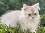 Burberry fluffy - British Shorthair Kitten For Sale - Matthews&comma; NC&comma; US