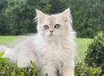 Burberry fluffy - British Shorthair Kitten For Sale - Matthews&comma; NC&comma; US
