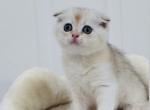 Lilac - Scottish Fold Kitten For Sale - Oakland&comma; CA&comma; US