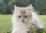 Bruno longhair - British Shorthair Kitten For Sale - Matthews&comma; NC&comma; US