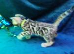 Koda Brown rosetted male bengal kitten for sale - Bengal Kitten For Sale - Saint Augustine&comma; FL&comma; US