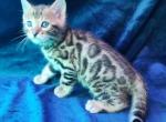 Koda Brown rosetted male bengal kitten for sale - Bengal Kitten For Sale - 