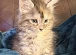 Polydactyl Maine coon - Maine Coon Kitten For Sale - Co Spgs&comma; CO&comma; US
