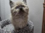 Dark blue collard - Ragdoll Kitten For Sale - 
