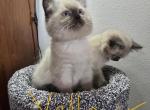 Yellow collar - Ragdoll Kitten For Sale - Vancouver&comma; WA&comma; US