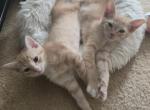 Half Siamese ready now - Siamese Kitten For Sale - 