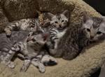 JuneLittee - Bengal Kitten For Sale - Franconia&comma; VA&comma; US