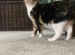 Fresh step - Domestic Cat For Adoption - Grove City&comma; OH&comma; US