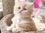 Patriot - Persian Kitten For Sale - Pensacola&comma; FL&comma; US