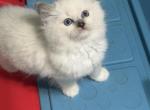 Danis litter  Milwaukee - Ragdoll Kitten For Sale - Milwaukee&comma; WI&comma; US