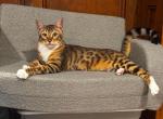 Bengalese male kitten rehoming - Bengal Cat For Sale - Bedford&comma; PA&comma; US