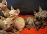 Sake's Litter 2 - Sphynx Kitten For Sale - Aurora&comma; CO&comma; US