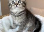 British shorthair male - British Shorthair Kitten For Sale - 