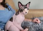 Adult male - Sphynx Cat For Adoption - 