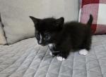 Cleo 1 - Munchkin Kitten For Sale - San Antonio&comma; TX&comma; US