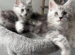 Snowfall Luxlines Akiras Element litter - Maine Coon Kitten For Sale - Ambridge&comma; PA&comma; US