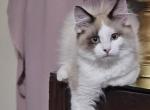 Enchanting Pheonix - Ragdoll Kitten For Sale - Dexter&comma; KY&comma; US