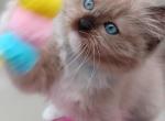 Sage's Cherubim Ragdoll Kittens - Ragdoll Kitten For Sale - New York&comma; NY&comma; US