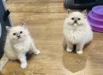 Charlie & Marlie - Ragdoll Kitten For Sale - 