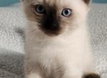 Sealpoint Male - Siamese Kitten For Sale - 