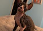 Tuxedos - Sphynx Kitten For Sale - IL&comma; US