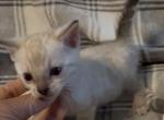 Snow lynx female - Bengal Kitten For Sale - Mills River&comma; NC&comma; US