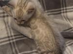 Sahara male snow - Bengal Kitten For Sale - Mills River&comma; NC&comma; US