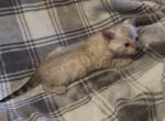 Sahara male snow - Bengal Kitten For Sale - 
