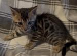 Sahara male 1 - Bengal Kitten For Sale - 