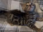 Sahara babies - Bengal Kitten For Sale - Mills River&comma; NC&comma; US
