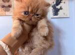 Saturninacats - Persian Kitten For Sale - NY&comma; US