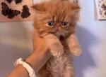 Saturninacattery - Persian Kitten For Sale - 