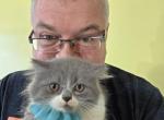 Persian Bicolor Boy Gray and white - Persian Kitten For Sale - NY&comma; US