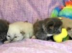 Ragdoll litter - Ragdoll Kitten For Sale - IN&comma; US