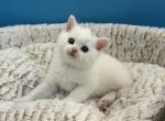 White Scottish Straight male - Scottish Straight Kitten For Sale - Orlando&comma; FL&comma; US