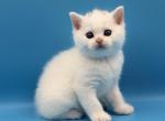 Scottish Straight - Scottish Straight Kitten For Sale - Orlando&comma; FL&comma; US