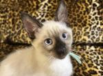 Siamese Kittens Seal and Chocolate Points - Siamese Kitten For Sale - Wooster&comma; OH&comma; US