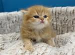 Red Scottish Straight Longhair Female - Scottish Straight Kitten For Sale - Orlando&comma; FL&comma; US