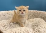 Red Scottish Straight Female - Scottish Straight Kitten For Sale - Orlando&comma; FL&comma; US