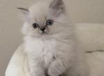 Sterling - Himalayan Kitten For Sale - Tallahassee&comma; FL&comma; US