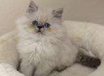 Ash - Himalayan Kitten For Sale - Tallahassee&comma; FL&comma; US