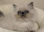 Hugo - Himalayan Kitten For Sale - Tallahassee&comma; FL&comma; US
