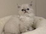 Pearl - Himalayan Kitten For Sale - Tallahassee&comma; FL&comma; US